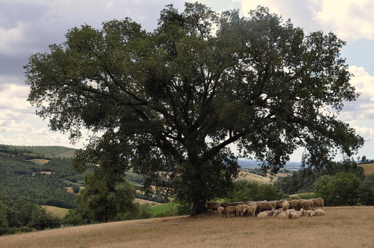 Semproniano Agriturismo La Meria מראה חיצוני תמונה